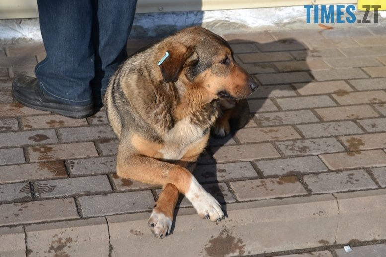 Проблема безпритульних тварин в Житомирі | TIMES.ZT