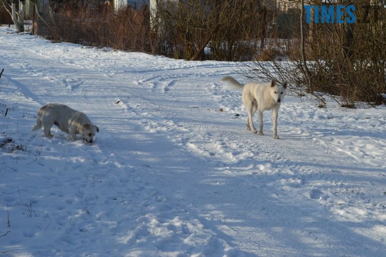 Безхатні собаки у Житомирі. TimesZT