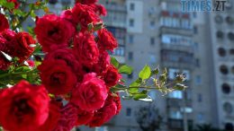 житомир новини