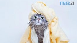 житомир новини