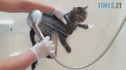 житомир новини