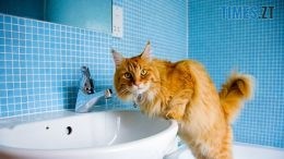 житомир новини