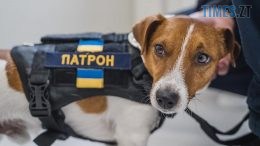 житомир новини