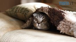 житомир новини