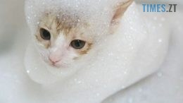 Де сьогодні у Житомирі не буде води (АДРЕСИ)