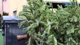 Де на Житомирщині можна здати на утилізацію використану ялинку (АДРЕСИ)