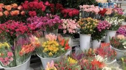 У Житомирі з 1 березня розпочнеться продаж розсади та квітів