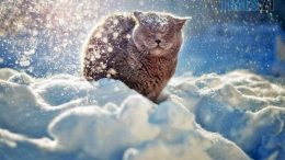 У Житомир повернулися морози: днями очікується -7 градусів