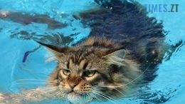 Де сьогодні у Житомирі не буде води (АДРЕСИ)
