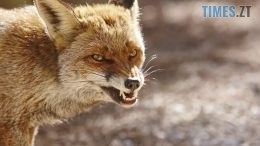 На Звягельщині зафіксовано новий випадок сказу серед диких тварин