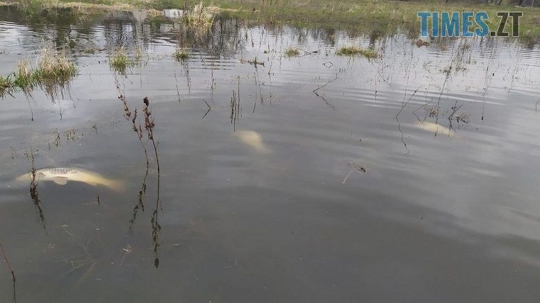 На Радомишльщині виявили масовий мор риби