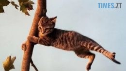 Мешканців Житомирщини попереджають про небезпеку
