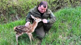 На Житомирщині лісівники врятували оленятко