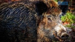 Дикого кабана, який гостював раніше у Шодуарівському парку, зловили в селищі Гуйва