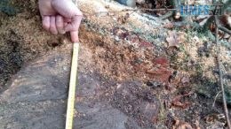 У Баранівському лісництві екологи виявили незаконну порубку на 1,6 млн грн