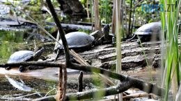 Біля водойми у Житомирі помітили болотних черепах