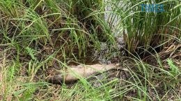 У Житомирі екологи розслідують мор риби в річці в районі Гідропарку