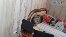 На Звягельщині молодик забив сусіда до смерті