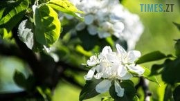 На Житомирщину йде суттєве потепління