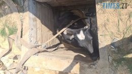 На Житомирщині рятувальники звільнили корову з каналізаційної пастки