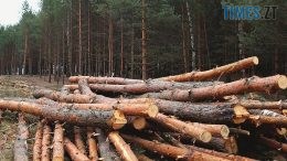 На Житомирщині оголошено про підозру у незаконній вирубці лісу головному лісничому одного з державних лісогосподарств області