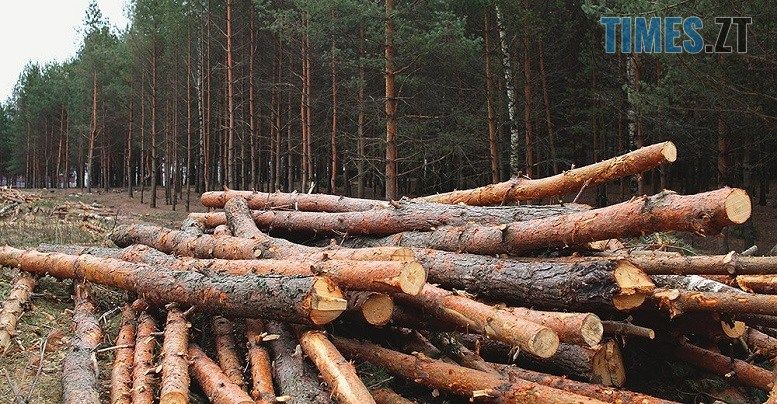 На Житомирщині оголошено про підозру у незаконній вирубці лісу головному лісничому одного з державних лісогосподарств області