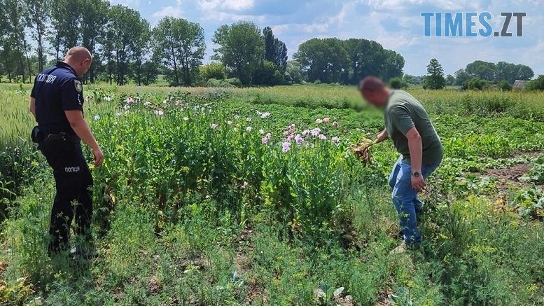 40 конопель та 328 кущів нарковмісного маку вирощували на своїх городах двоє мешканців Житомирщини