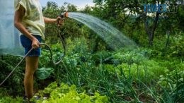 Мешканцям приватних будинків КП"Житомирводоканал" нараховуватиме плату за полив присадибної ділянки