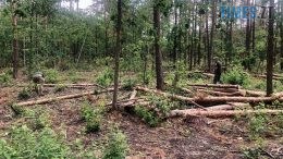 Майже 15 млн грн шкоди завдано довкіллю незаконною порубкою дерев на Коростенщині