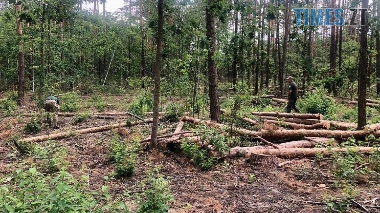 Майже 15 млн грн шкоди завдано довкіллю незаконною порубкою дерев на Коростенщині