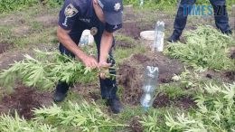 На Ружинщині чоловік на власному городі виростив 140 рослин коноплі