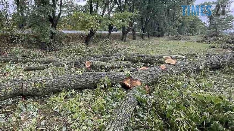 Понад 130 дерев вирубали невідомі вздовж дороги на Радомишльщині