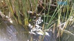 Збитки від загибелі риби у р.Гуйва на Житомирщині сягають пів мільйона гривень
