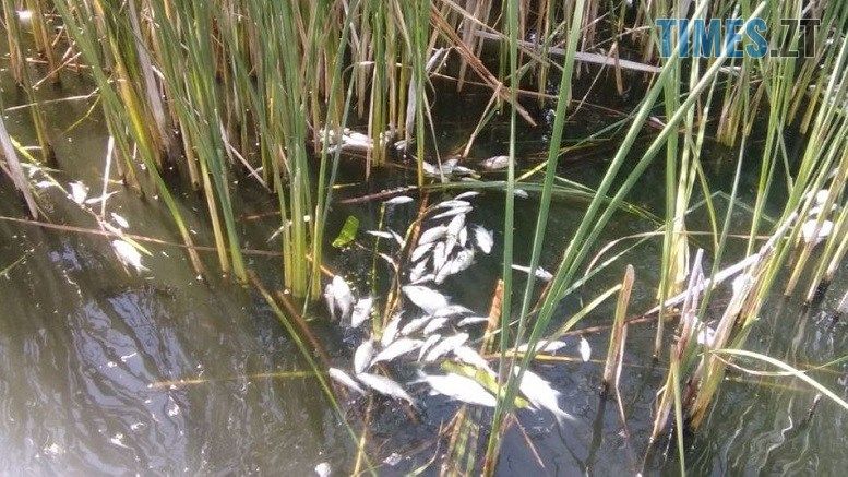 Збитки від загибелі риби у р.Гуйва на Житомирщині сягають пів мільйона гривень