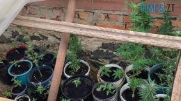 На Хорошівщині місцевий мешканець організував у власному обійсті справжню міні-ферму з вирощування конопель