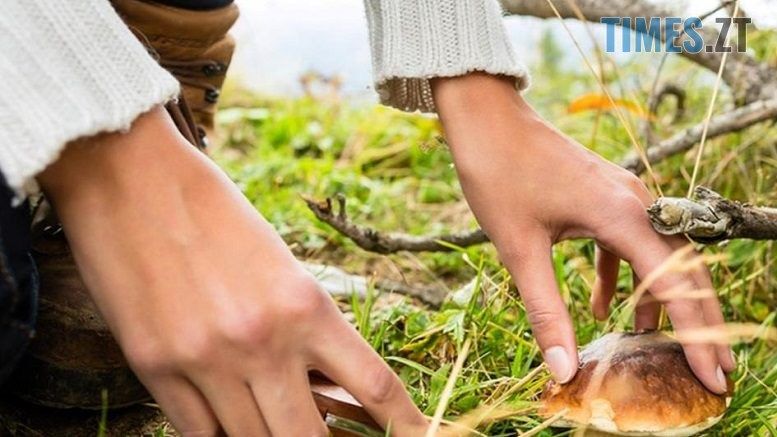 На Житомирщині зафіксовано перший випадок отруєння грибами в цьому році