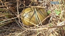 На Коростишівщині чоловік погрожував дружині гранатою за те, що повідомила до поліції про домашнє насильство
