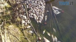 Збитки від масового мору риби на Коростенщині склали понад 10 млн грн