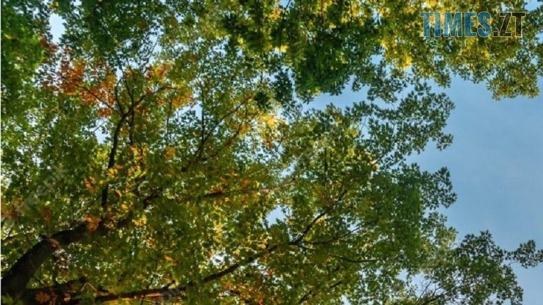 Житомирська влада вирішила зрізати понад 170 дерев в інтересах приватного забудовника