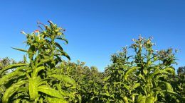 Як вирощують тютюн на Житомирщині