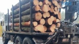 Житомирські прикордонники завадили крадіям вивезти за кордон ліс-кругляк