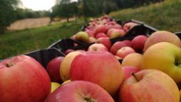 Вітаміни на зиму: збір яблук на Житомирщині