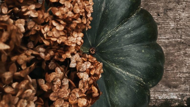 Звичайні, голонасінні та їстівні: спеціально до «Halloween» показуємо гарбузовий урожай на Житомирщині