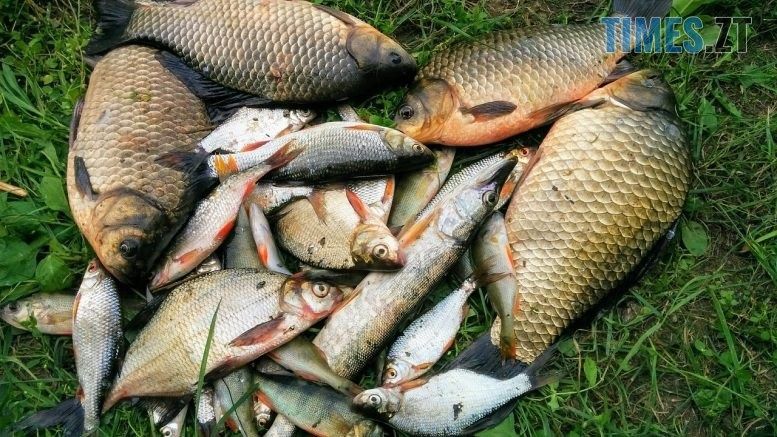 В Україні істотно зросли штрафи за незаконний вилов риби