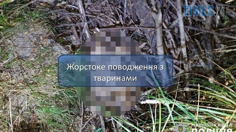 Жителю Коростенщини, який до смерті забив собаку на очах у дітей, загрожує до 5 років ув`язнення