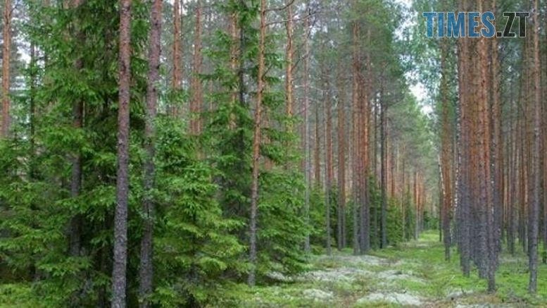 На Житомирщині суд повернув державі понад 33 га земель лісогосподарського призначення вартістю 178 млн грн