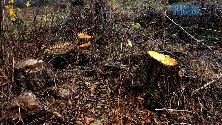 Майже 30 дерев вільхи незаконно зрубав мешканець Романівської громади на території місцевого лісництва