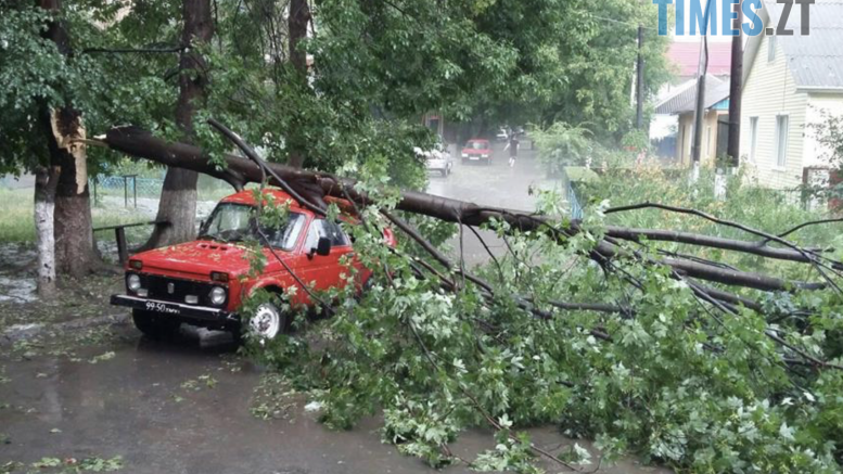 Внаслідок нещодавнього буревію в Житомирі впало майже 90 дерев