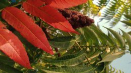Сумах – декоративна рослина з яскравим листям і корисна приправа з плодів