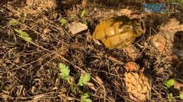 На одній з АЗС Житомирщини співробітники виявили гранату